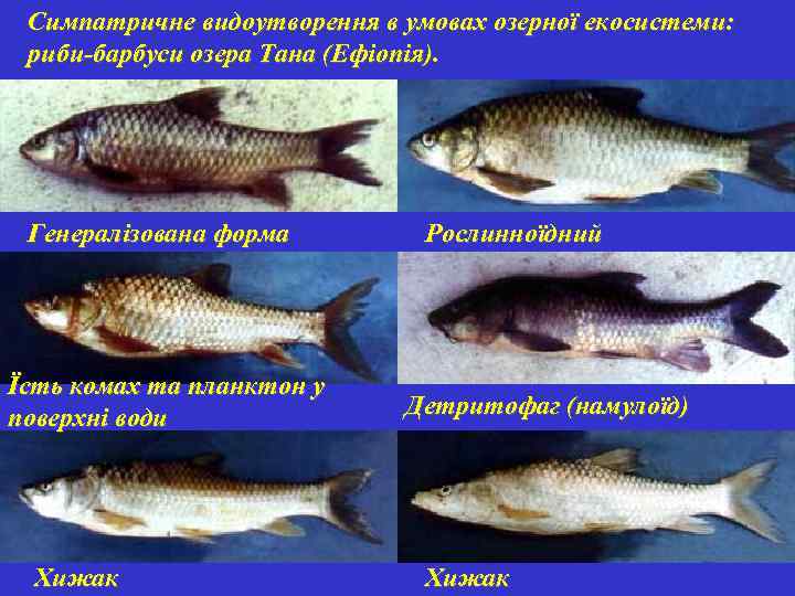 Симпатричне видоутворення в умовах озерної екосистеми: риби-барбуси озера Тана (Ефіопія). Генералізована форма Їсть комах