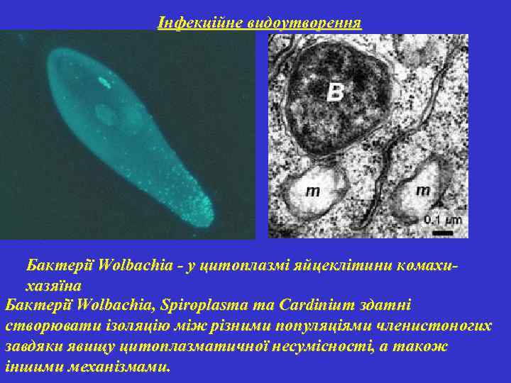 Інфекційне видоутворення Бактерії Wolbachia - у цитоплазмі яйцеклітини комахихазяїна Бактерії Wolbachia, Spiroplasma та Cardinium