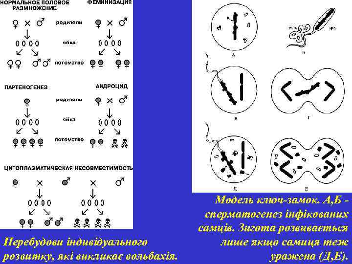 Перебудови індивідуального розвитку, які викликає вольбахія. Модель ключ-замок. А, Б - сперматогенез інфікованих самців.