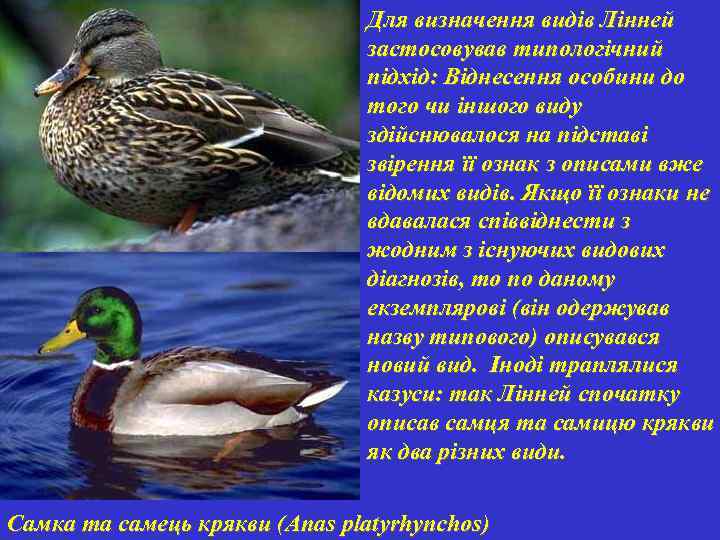 Для визначення видів Лінней застосовував типологічний підхід: Віднесення особини до того чи іншого виду