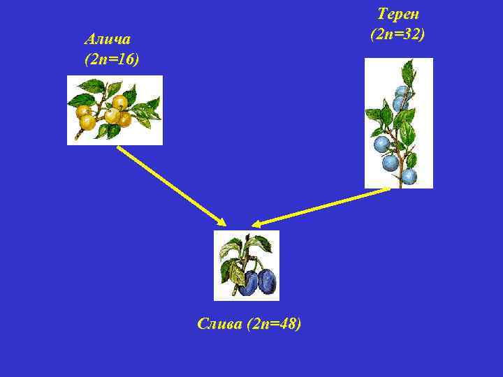 Терен (2 п=32) Алича (2 п=16) Слива (2 п=48) 