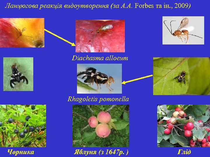 Ланцюгова реакція видоутворення (за А. А. Forbes та ін. , 2009) Diachasma alloeum Rhagoletis