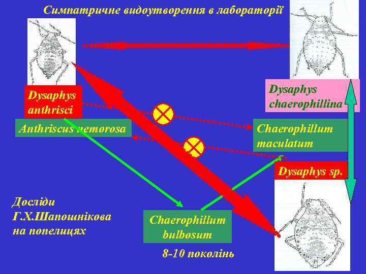 Симпатричне видоутворення в лабораторії Dysaphys chaerophillina Dysaphys anthrisci Anthriscus nemorosa Chaerophillum maculatum Dysaphys sp.