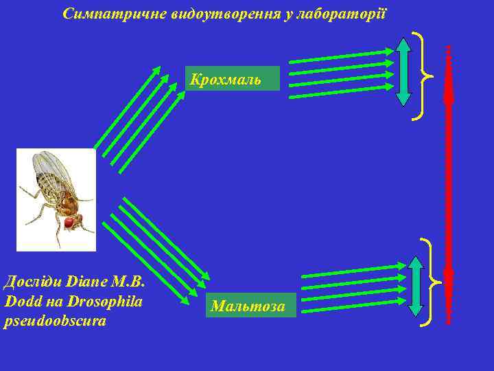 Симпатричне видоутворення у лабораторії Крохмаль Досліди Diane M. B. Dodd на Drosophila pseudoobscura Мальтоза