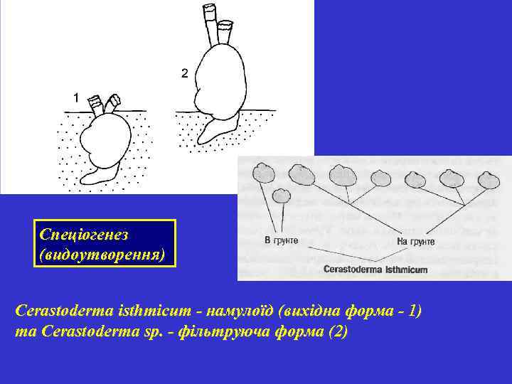 Спеціогенез (видоутворення) Cerastoderma isthmicum - намулоїд (вихідна форма - 1) та Cerastoderma sp. -