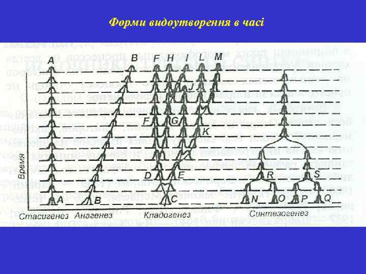 Форми видоутворення в часі 