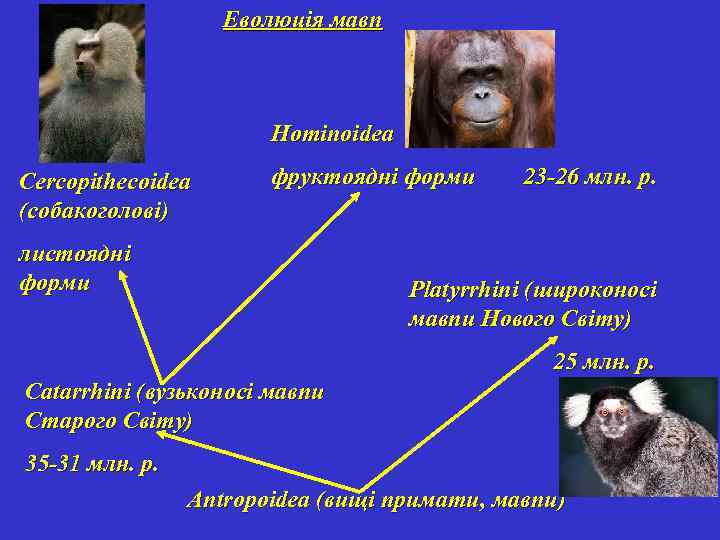 Еволюція мавп Hominoidea Cercopithecoidea (собакоголові) фруктоядні форми 23 -26 млн. р. листоядні форми Platyrrhini