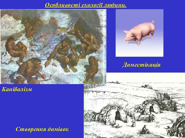 Особливості екології людини. Доместікація Канібалізм Створення домівок 