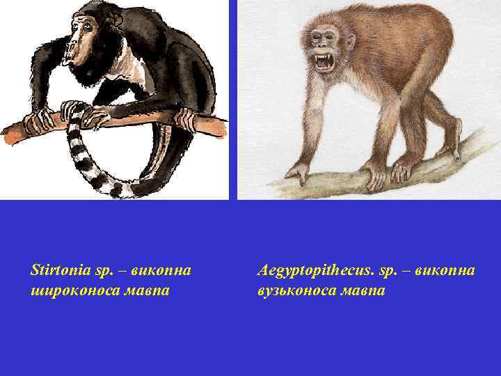 Stirtonia sp. – викопна широконоса мавпа Aegyptopithecus. sp. – викопна вузьконоса мавпа 