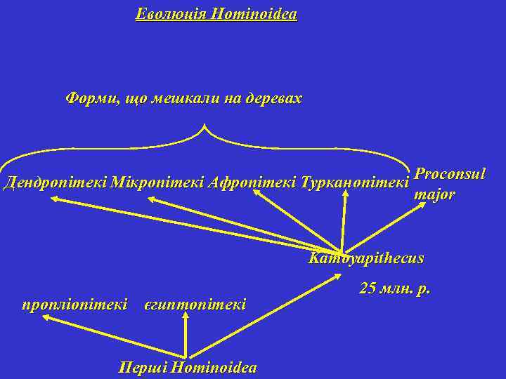 Еволюція Hominoidea Форми, що мешкали на деревах Дендропітекі Мікропітекі Афропітекі Турканопітекі Proconsul major Kamoyapithecus