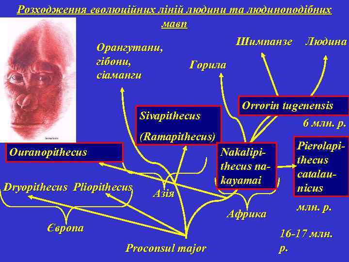 Розходження еволюційних ліній людини та людиноподібних мавп Орангутани, гібони, сіаманги Шимпанзе Горила Sivapithecus Orrorin
