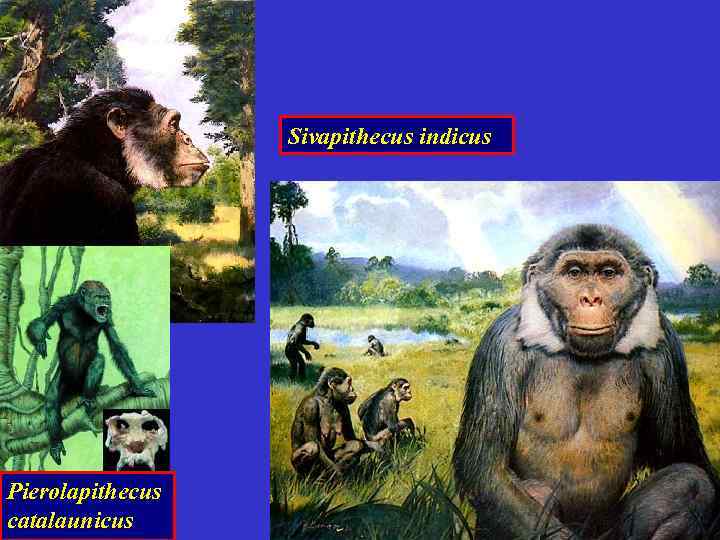 Sivapithecus indicus Pierolapithecus catalaunicus 