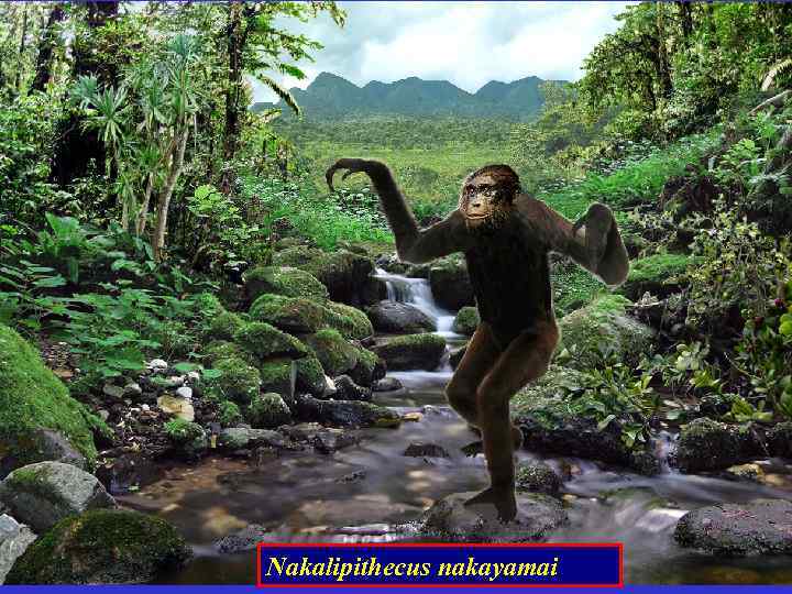 Nakalipithecus nakayamai 