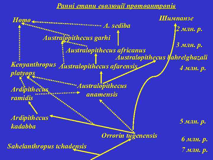 Ранні етапи еволюції протоантропів Homo A. sediba Australopithecus garhi Шимпанзе 2 млн. р. 3