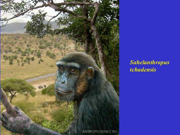 Sahelanthropus tchadensis 