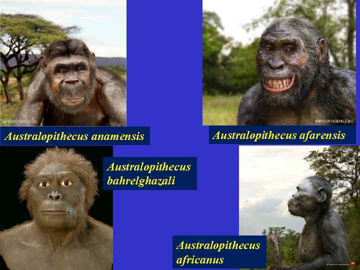 Australopithecus afarensis Australopithecus anamensis Australopithecus bahrelghazali Australopithecus africanus 