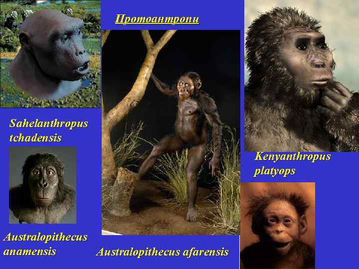 Протоантропи Sahelanthropus tchadensis Kenyanthropus platyops Australopithecus anamensis Australopithecus afarensis 