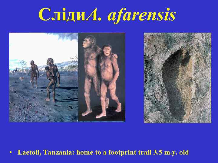 Сліди. A. afarensis • Laetoli, Tanzania: home to a footprint trail 3. 5 m.