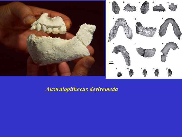 Australopithecus deyiremeda 