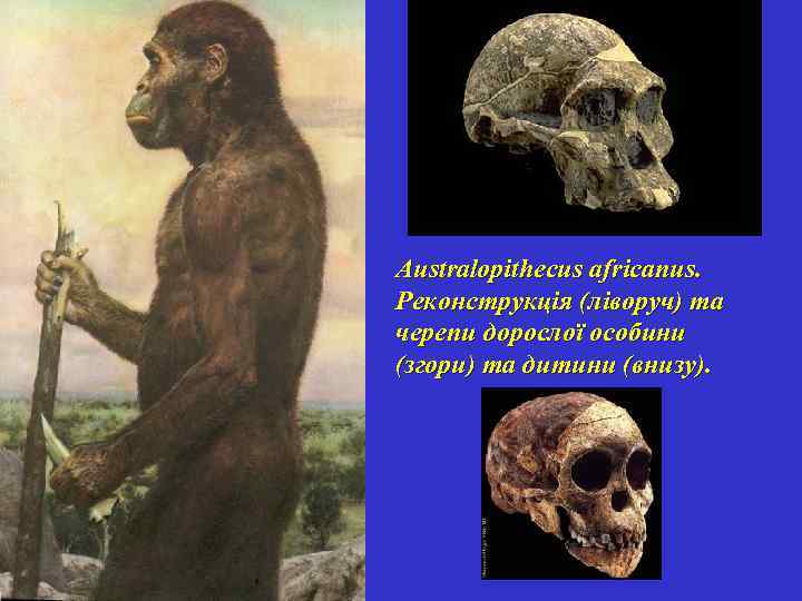 Australopithecus africanus. Реконструкція (ліворуч) та черепи дорослої особини (згори) та дитини (внизу). 