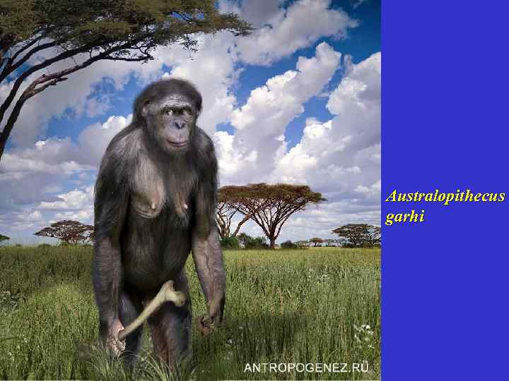 Australopithecus garhi 