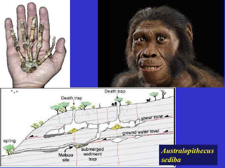 Australopithecus sediba 