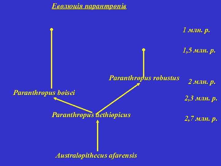 Еволюція парантропів 1 млн. р. 1, 5 млн. р. Paranthropus robustus Paranthropus boisei Paranthropus