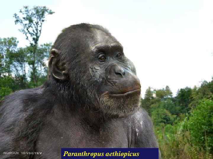 Paranthropus aethiopicus 