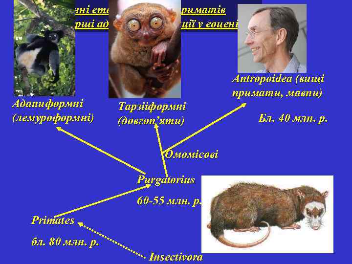 Ранні етапи еволюції приматів (перші адаптивні радіації у еоцені) Адапиформні (лемуроформні) Antropoidea (вищі примати,