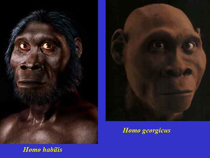 Homo georgicus Homo habilis 