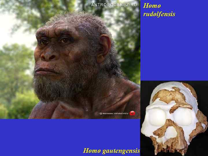 Homo rudolfensis Homo gautengensis 