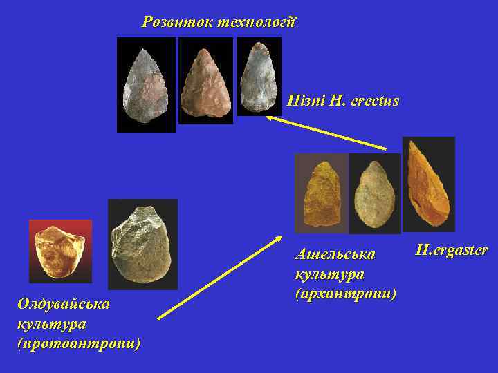 Розвиток технології Пізні H. erectus Олдувайська культура (протоантропи) Ашельська культура (архантропи) Н. ergaster 