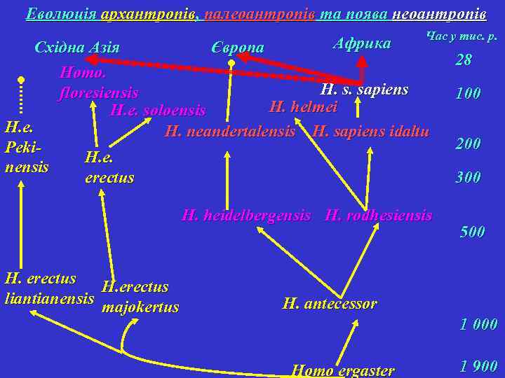 Еволюція архантропів, палеоантропів та поява неоантропів Африка Час у тис. р. Східна Азія Європа