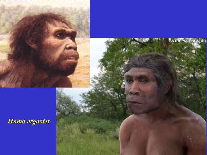 Homo ergaster 