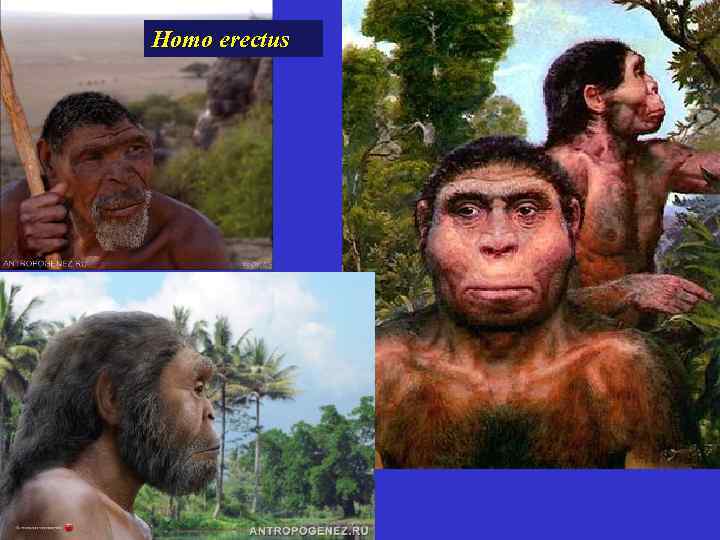 Homo erectus 