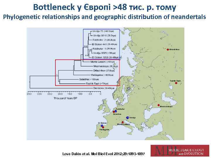 Bottleneck у Європі >48 тис. р. тому Phylogenetic relationships and geographic distribution of neandertals