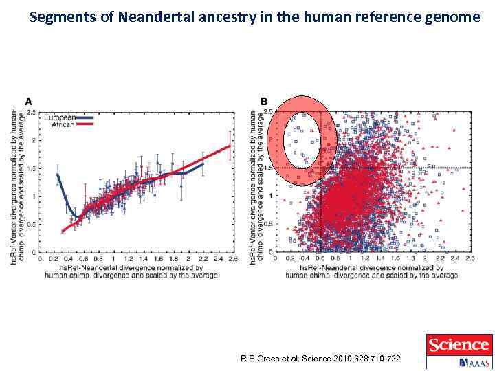 Segments of Neandertal ancestry in the human reference genome R E Green et al.