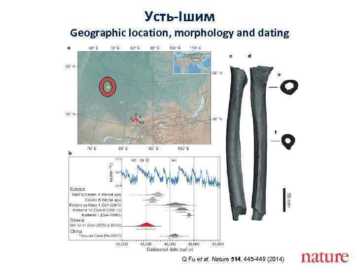 Усть-Ішим Geographic location, morphology and dating Q Fu et al. Nature 514, 445 -449