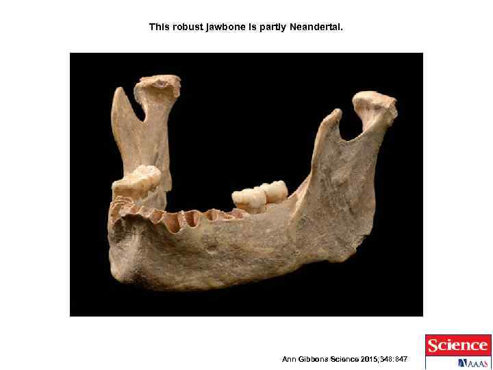 This robust jawbone is partly Neandertal. Ann Gibbons Science 2015; 348: 847 