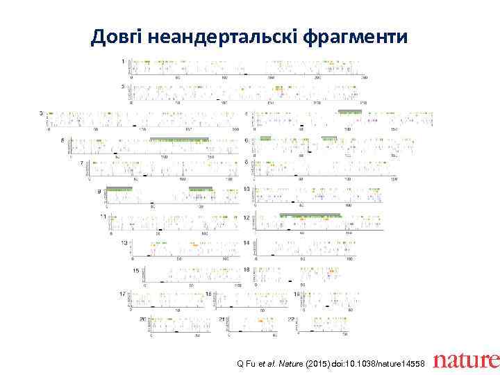 Довгі неандертальскі фрагменти Q Fu et al. Nature (2015) doi: 10. 1038/nature 14558 