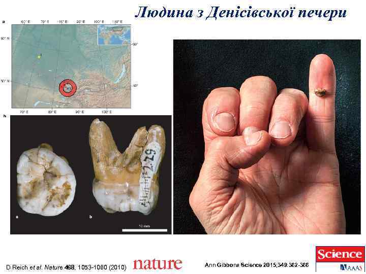 Людина з Денісівської печери D Reich et al. Nature 468, 1053 -1060 (2010) 468,