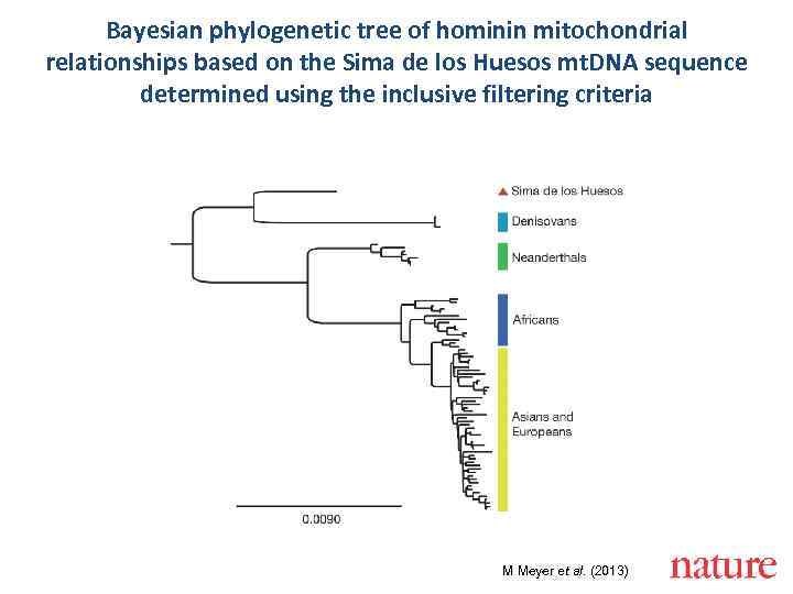 Bayesian phylogenetic tree of hominin mitochondrial relationships based on the Sima de los Huesos