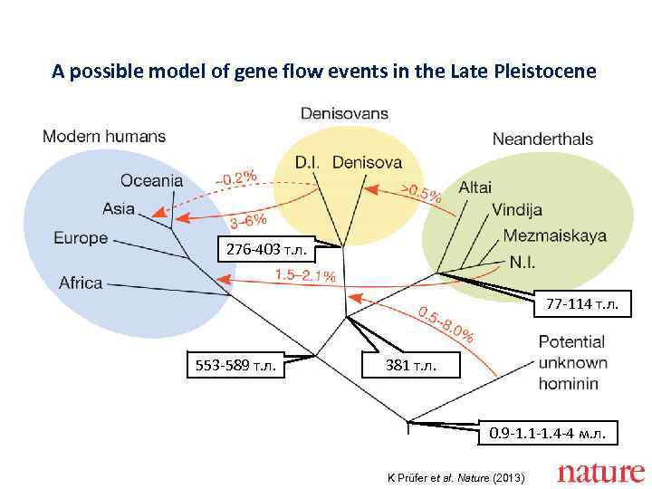 A possible model of gene flow events in the Late Pleistocene 276 -403 т.