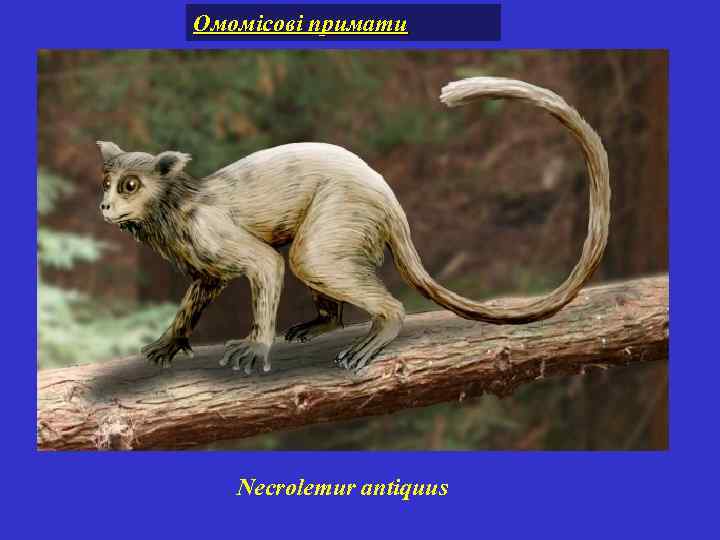 Омомісові примати Necrolemur antiquus 