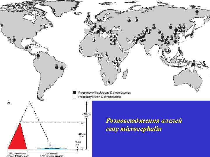 Розповсюдження алелей гену microcephalin 