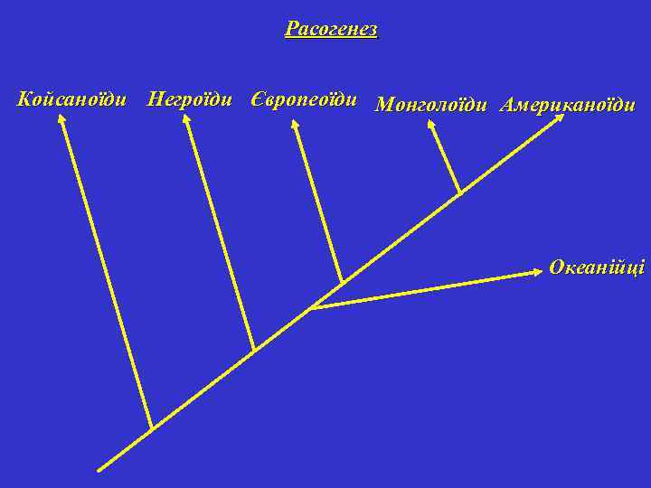 Расогенез Койсаноїди Негроїди Європеоїди Монголоїди Американоїди Океанійці 