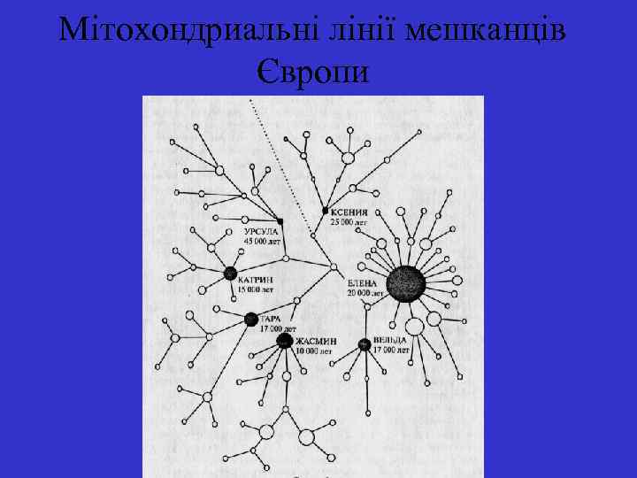 Мітохондриальні лінії мешканців Європи 