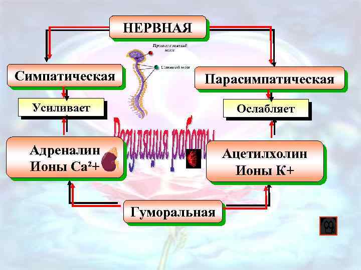 Симпатическая и парасимпатическая нервная