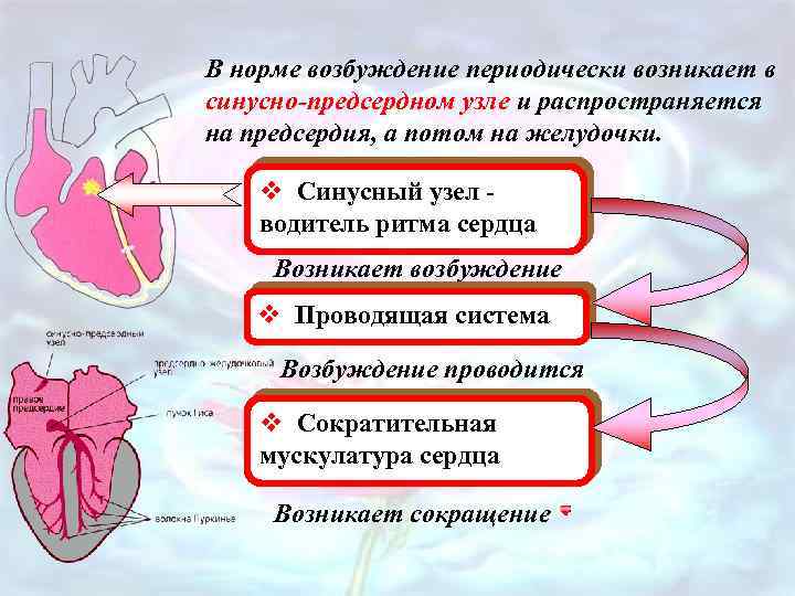 В норме возбуждение периодически возникает в синусно-предсердном узле и распространяется на предсердия, а потом