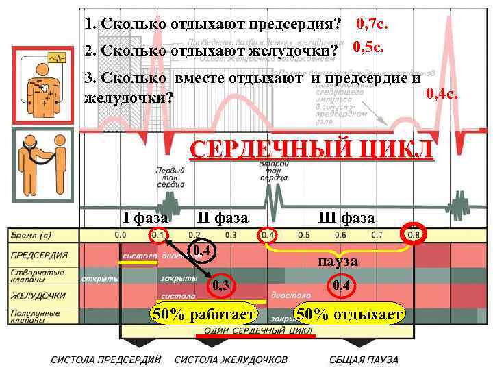 1. Сколько отдыхают предсердия? 0, 7 с. 2. Сколько отдыхают желудочки? 0, 5 с.